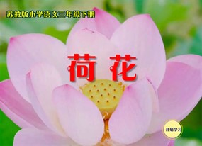 小学语文荷花flash课件